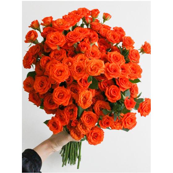 Orange spray rose